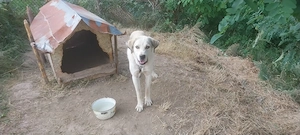 Vand femela Kangal si mascul ciobanesc Balan