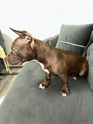 American Bully Pocket - imagine 2