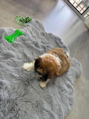 Vand shih-tzu, 8 săptămâni, model deosebit! - imagine 4