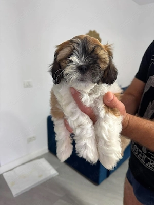 Vand shih-tzu, 8 săptămâni, model deosebit!