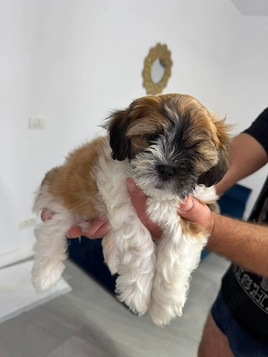 Vand shih-tzu, 8 săptămâni, model deosebit! - imagine 2