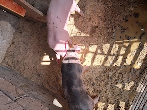 De vinzare landrace si pietran