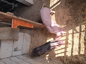 De vinzare landrace și pietran. - imagine 2
