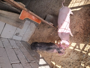 De vinzare landrace și pietran. - imagine 3