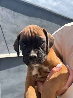    Pui Boxer German disponibili!    - imagine 5