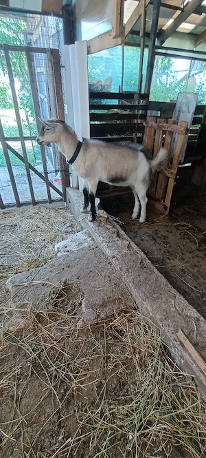 ied(țap) metis saanen cu alpină franceza  - imagine 4