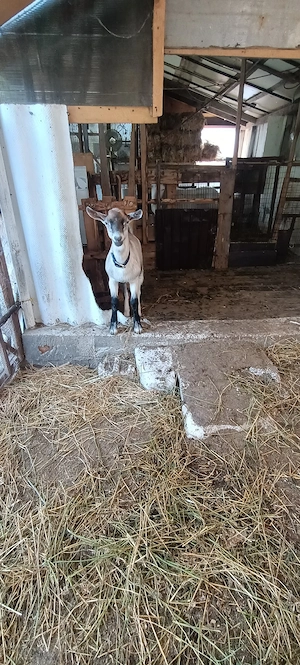 ied(țap) metis saanen cu alpină franceza  - imagine 3