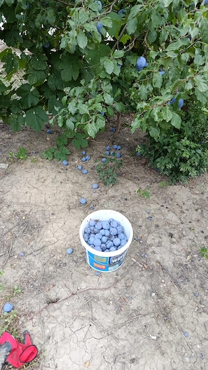vând prune.