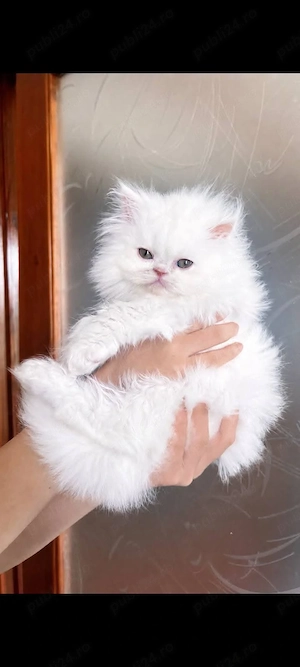  Puiu Persan Alb   Băiețel Superb, gata să-și găsească un nou camin