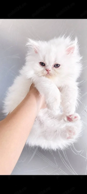  Puiu Persan Alb   Băiețel Superb, gata să-și găsească un nou camin - imagine 2