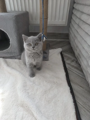  Vând Urgent ,British shorthair rasă pură! - imagine 2