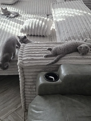  Vând Urgent ,British shorthair rasă pură! - imagine 4