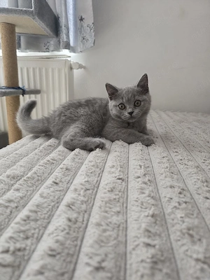  Vând Urgent ,British shorthair rasă pură! - imagine 5