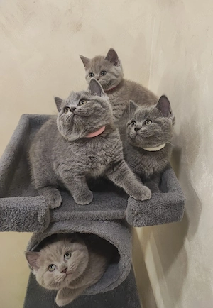 British Shorthair,2 fetițe și 2 băieți născuți in1.06.