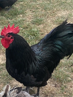 Cocosel negru Australorp 11 luni