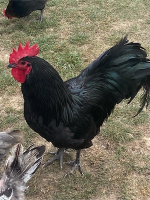 Cocosel negru Australorp 11 luni - imagine 2