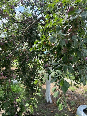 Vand prune 38 de pomi