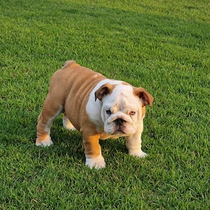 Bulldog Englez Femela Fawn Alb - imagine 4