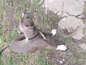 Vad pui amstaff 3 luni  mai multe detalii în privat  are carnet deparazitat totul
