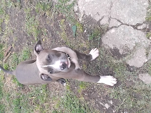Vad pui amstaff 3 luni  mai multe detalii în privat  are carnet deparazitat totul - imagine 2