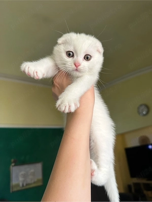Scottish fold Alb 