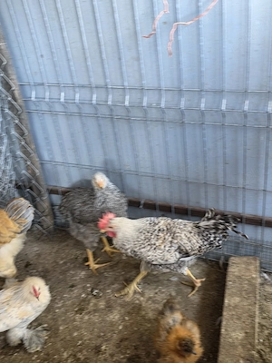 Vând pui de găină
