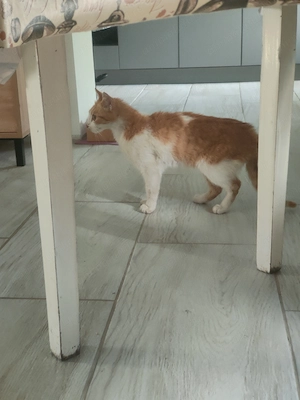Pui pisica spre adoptie - imagine 4