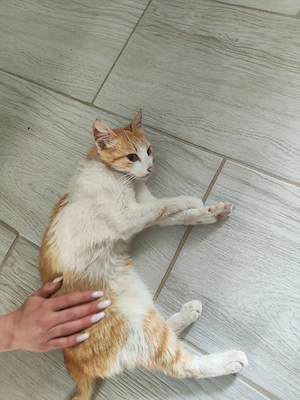 Pui pisica spre adoptie - imagine 2