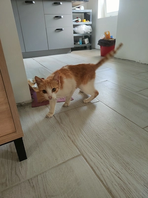 Pui pisica spre adoptie