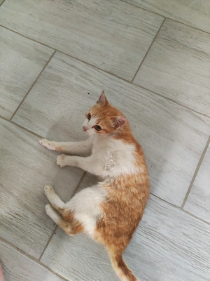 Pui pisica spre adoptie - imagine 3