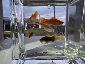 Pesti acvariu Guppy Xipho Ancistrus Zebre melci plante - imagine 3