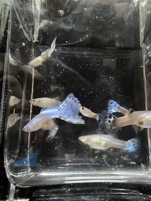 Pesti acvariu Guppy Xipho Ancistrus Zebre melci plante - imagine 5