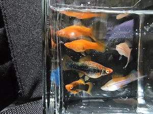 Pesti acvariu Guppy Xipho Ancistrus Zebre melci plante - imagine 4