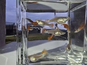 Pesti acvariu Guppy Xipho Ancistrus Zebre melci plante - imagine 2