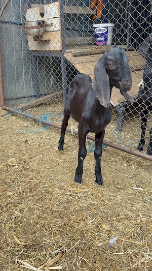 vând țapişor anglo nubian 