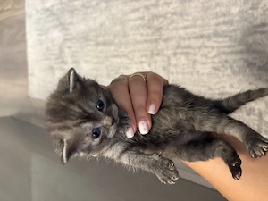 Puiuți British shorthair  - imagine 5
