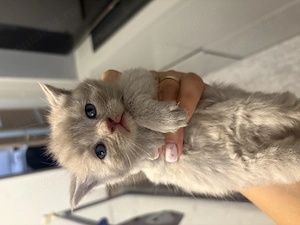 Puiuți British shorthair  - imagine 2