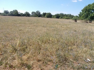 Teren, Timisoara, zona Mehala, str.  Atanasie Demian, 4990 mp, FS=33.5m, utilitati, com=0% - imagine 2