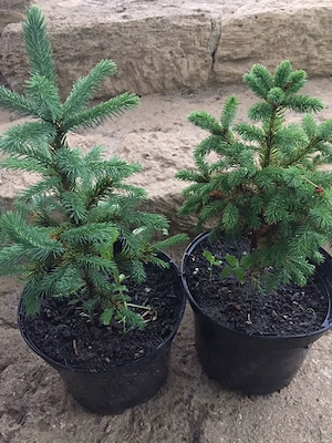 Puieti Brad Argintiu,Albastru  la Vas (Picea pungens Glauca Super Blue )
