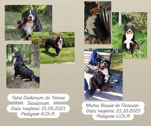 Fetite Ciobanesc de Berna cu Pedigree UCHR - imagine 5