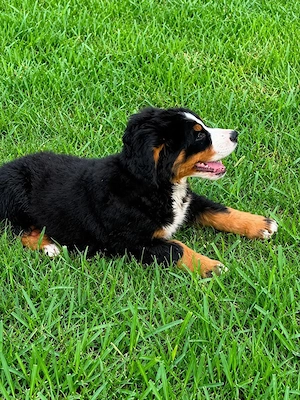 Fetite Ciobanesc de Berna cu Pedigree UCHR - imagine 3