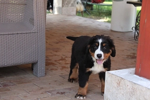Fetite Ciobanesc de Berna cu Pedigree UCHR - imagine 4