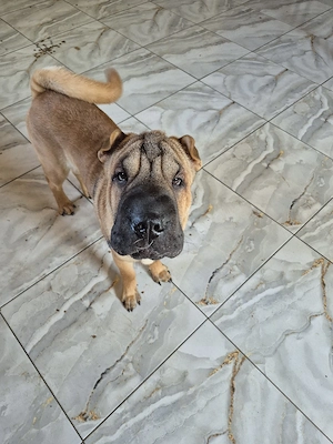 shar pei drăgălași  - imagine 2