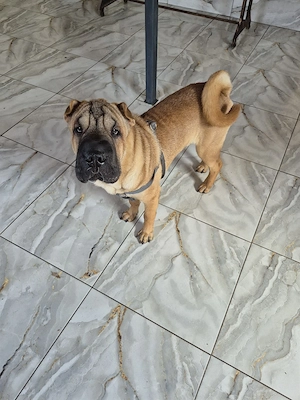 shar pei drăgălași  - imagine 3