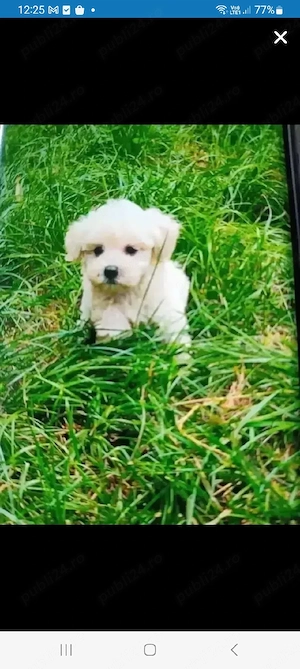Bichon maltez 