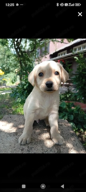 Puiuți de Labrador  - imagine 3