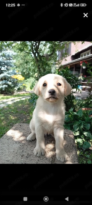 Puiuți de Labrador  - imagine 4
