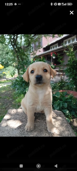 Puiuți de Labrador  - imagine 2