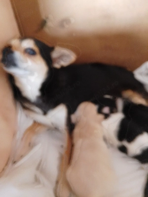 Chihuahua, prietenul ideal!  - imagine 3