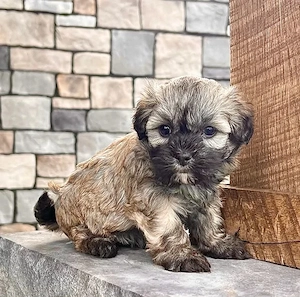 Bichon havanez puiuti